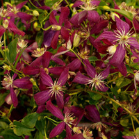 Clematis Sweet Summer perennial