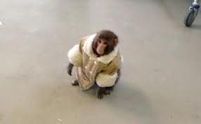 Ikea monkey